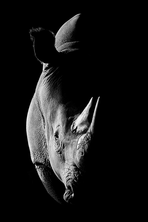 Zoobilation 2014 - Rhino