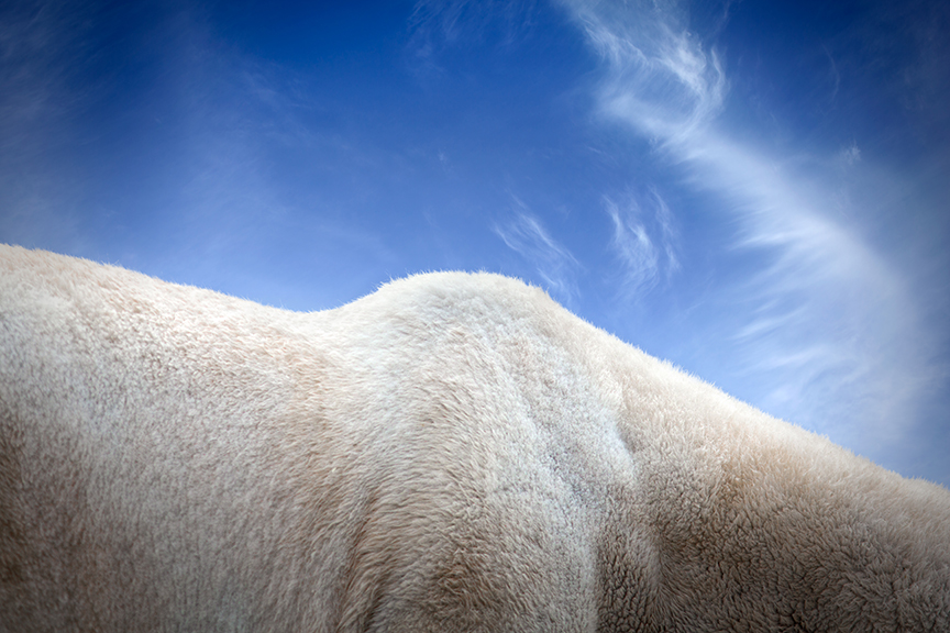 Zoobilation 2015 - Polar Bear