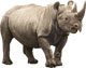 Rhino Inc