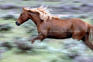 Equine Photography by Carien Schippers