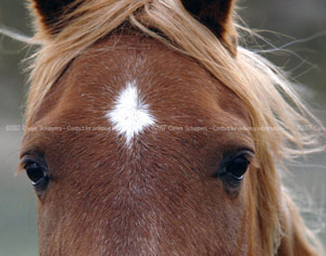 Equine Photography by Carien Schippers Featured Graphic